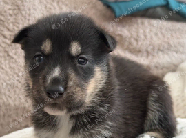 I have shepky puppies German shepherd X Siberian husky