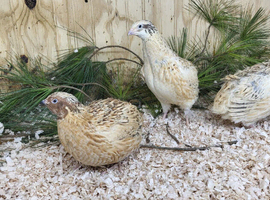 Various quail chicks and adults