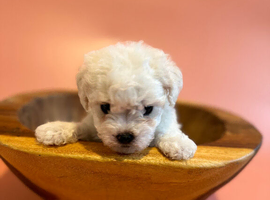 KC Bichon Frise Puppies Champion Bloodlines