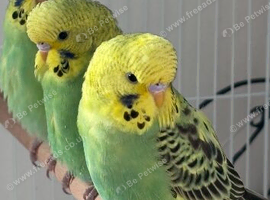 Baby budgies mix colour mix ages