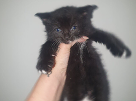 Kittens mix