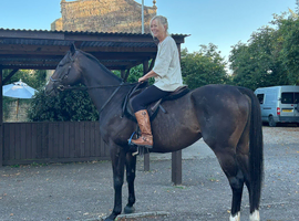 Bay thoroughbred gelding