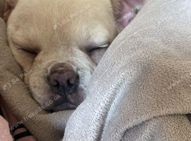 Girl puppy