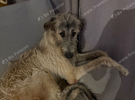 9 month old Irish wolfhound