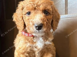 Cockapoo Pup