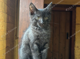 Black Smoke Kitten- ready to leave now