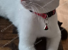 Beautiful Girl Still Looking for Loving Home