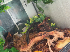 Female Crested Gecko with Terrarium