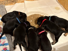 Frenchie x Cockapoo