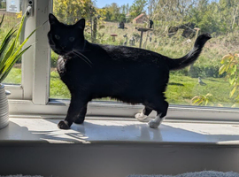 Tuxedo female cat
