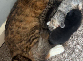 Beautiful domestic long hair kittens for sale