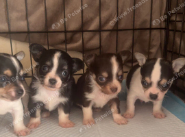 chihuahua puppies