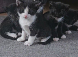 Adorable Black & White (Tuxedo) Kittens Looking for Forever Homes