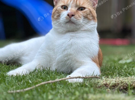 Male 4 years old