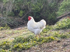 White Wyandotte