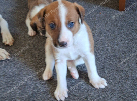 Jack Russell whippet x golden doodle