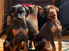 Doberman puppies FOR SALE