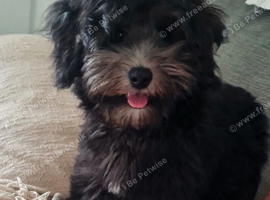 Toy poodle x coton de tulear/ Cotonoodle/ Cotonpoo