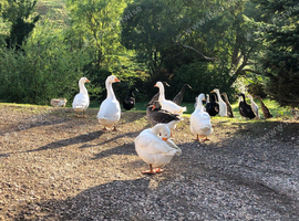 Happy healthy geese