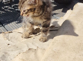 One last Boi kitten 6weeks