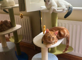 Temporary cat fosterer needed