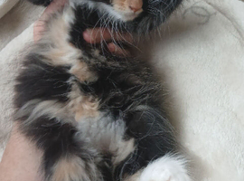 Long haired kittens