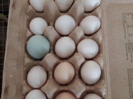 Bantam Chicken Fertile Hatching eggs