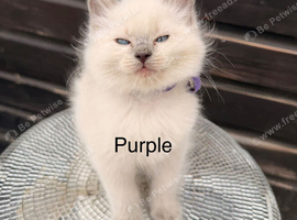 Ready Now - purebred blue point & mitted ragdolls