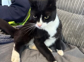 Gorgeous male cat