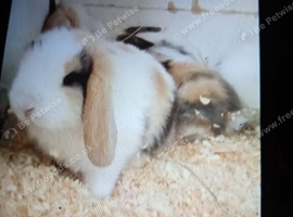 Mini lops babys