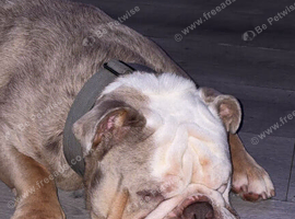 3 year old olde tyme bulldog