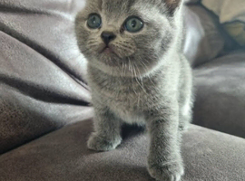 Beautiful litter of British short hair kittens