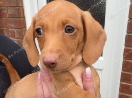 Cream boy ready now miniature dachshund