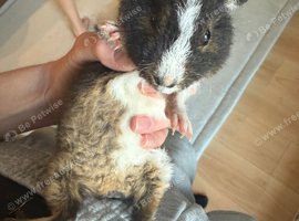Two girl Teddy guinea pigs