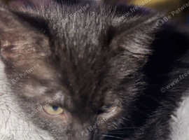 Kitten up for rehoming due to change in personal circumstances
