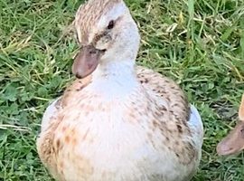 Appleyard Call Ducks fertile hatching eggs
