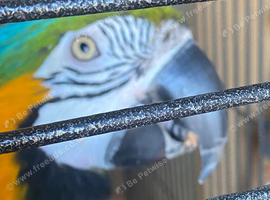 Beautiful pair of macaw