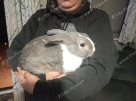 Looking for there forever home