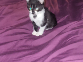 3 female kittens