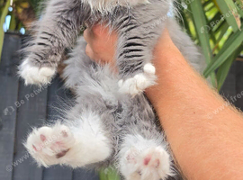 British longhair kittens mix