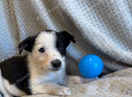 border collie puppies for sale