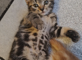 Three bundles of happiness are looking for loving families!