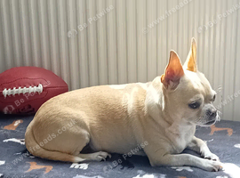 Beautiful boy Chihuahua