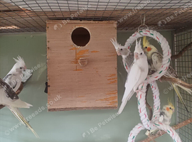 Young cockatiels
