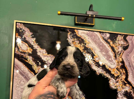 Cocker spaniel puppy&rsquo;s