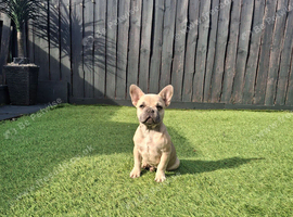 french bulldog pup