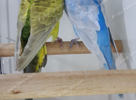 Bonded Pair of Budgies