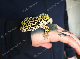 Gecko for rehome