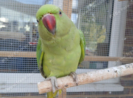 for sale ringnecks &pound;200 each semi tame and cockatiels &pound;80 each