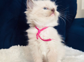 Beautiful Purebred Ragdoll Kittens &ndash; Blue Point & Mitted, Ready 23rd June